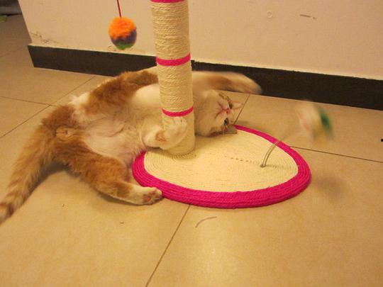 微密猫最新爆料事件,最新爆料事件背后的真相与内幕